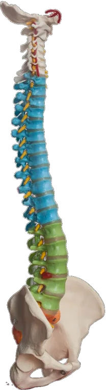Ilustración anatómica de la columna vertebral con los segmentos que cubre la línea Ossyn